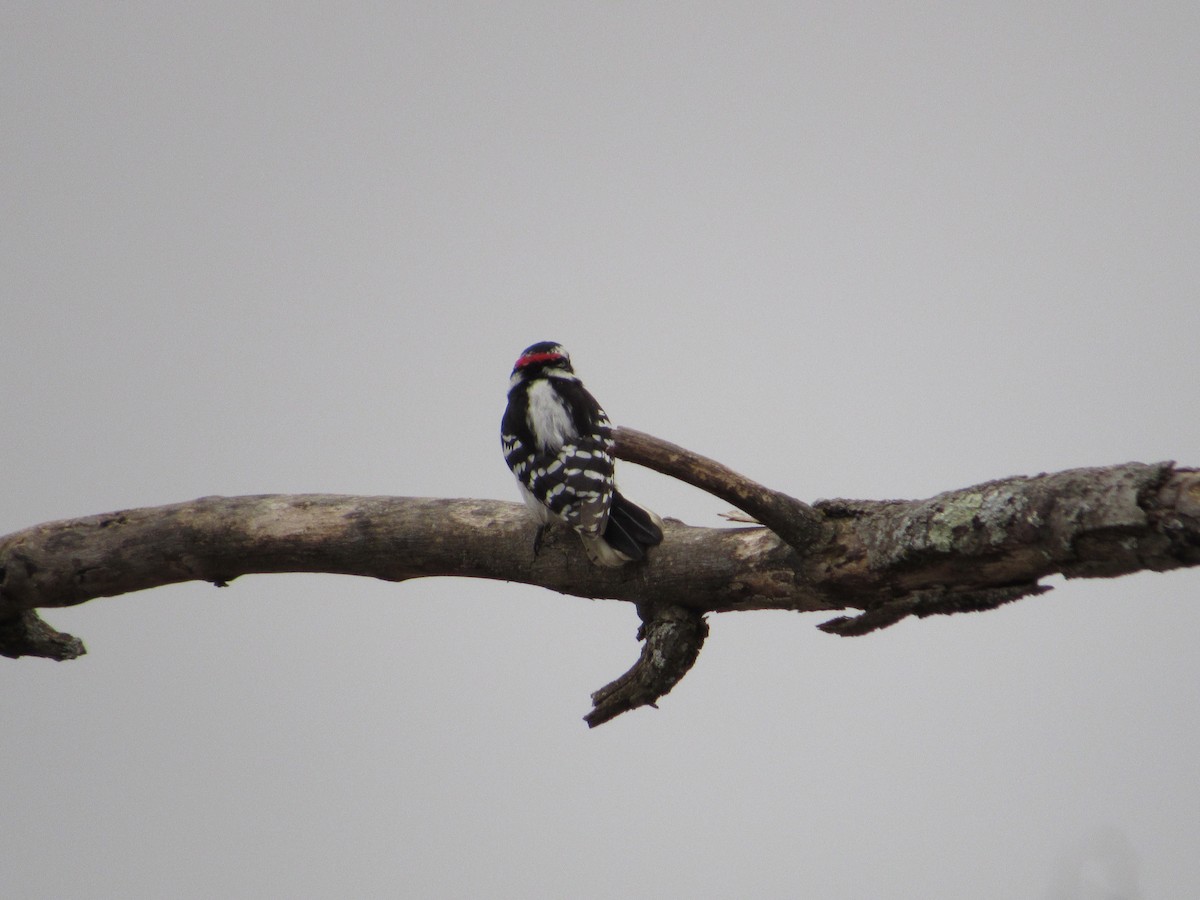 Downy Woodpecker (Eastern) - ML317702691