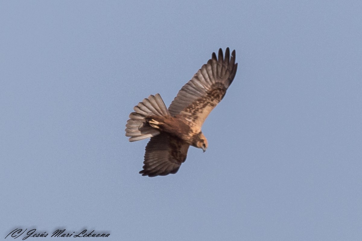 Western Marsh Harrier - ML317704731