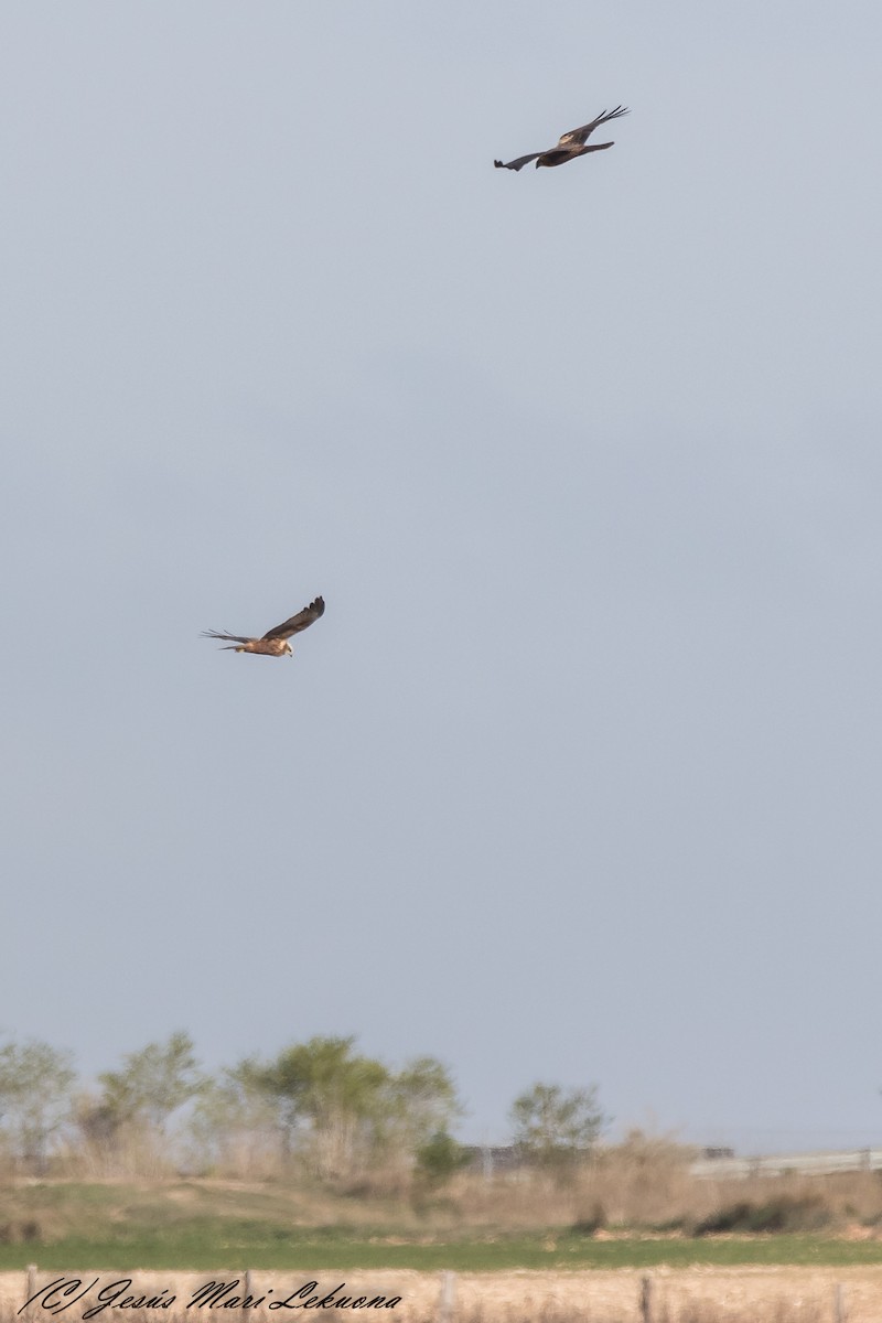 Western Marsh Harrier - ML317704741