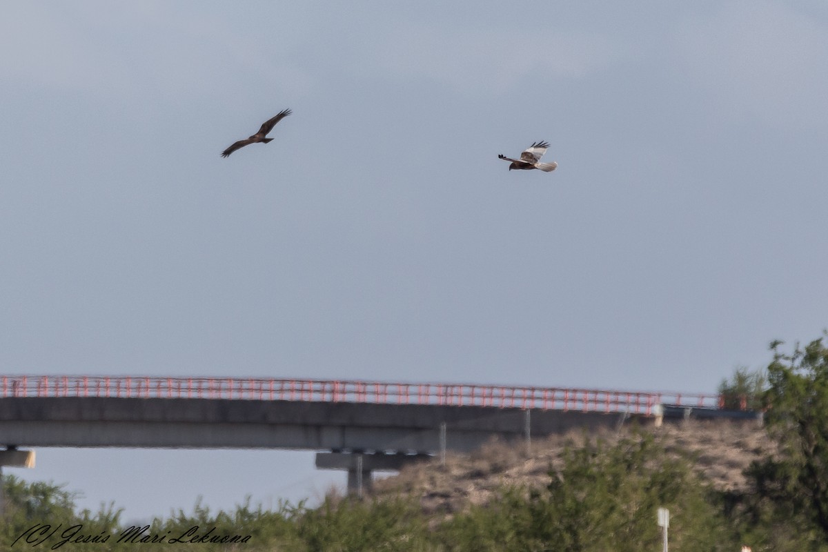 Western Marsh Harrier - ML317704821