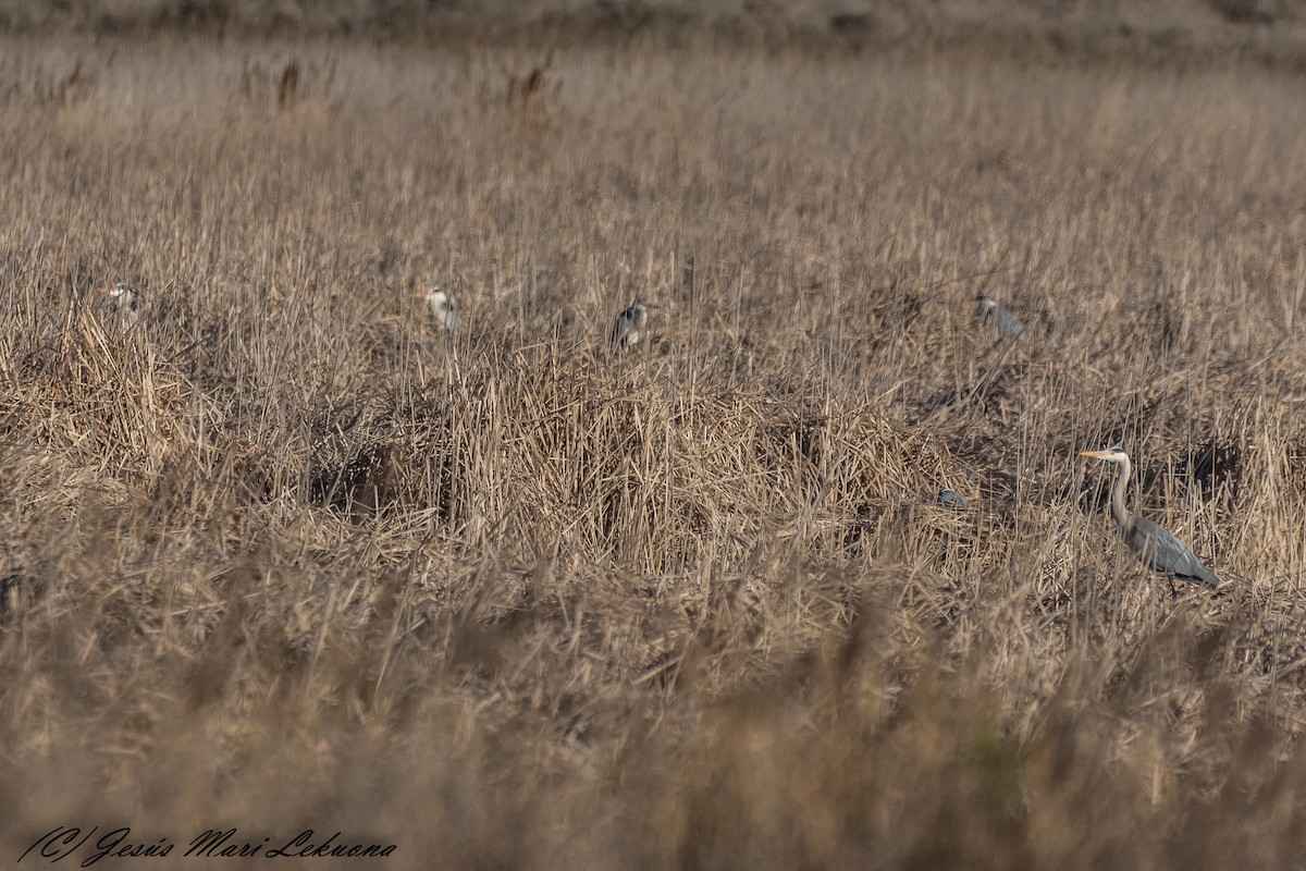Gray Heron - ML317704931