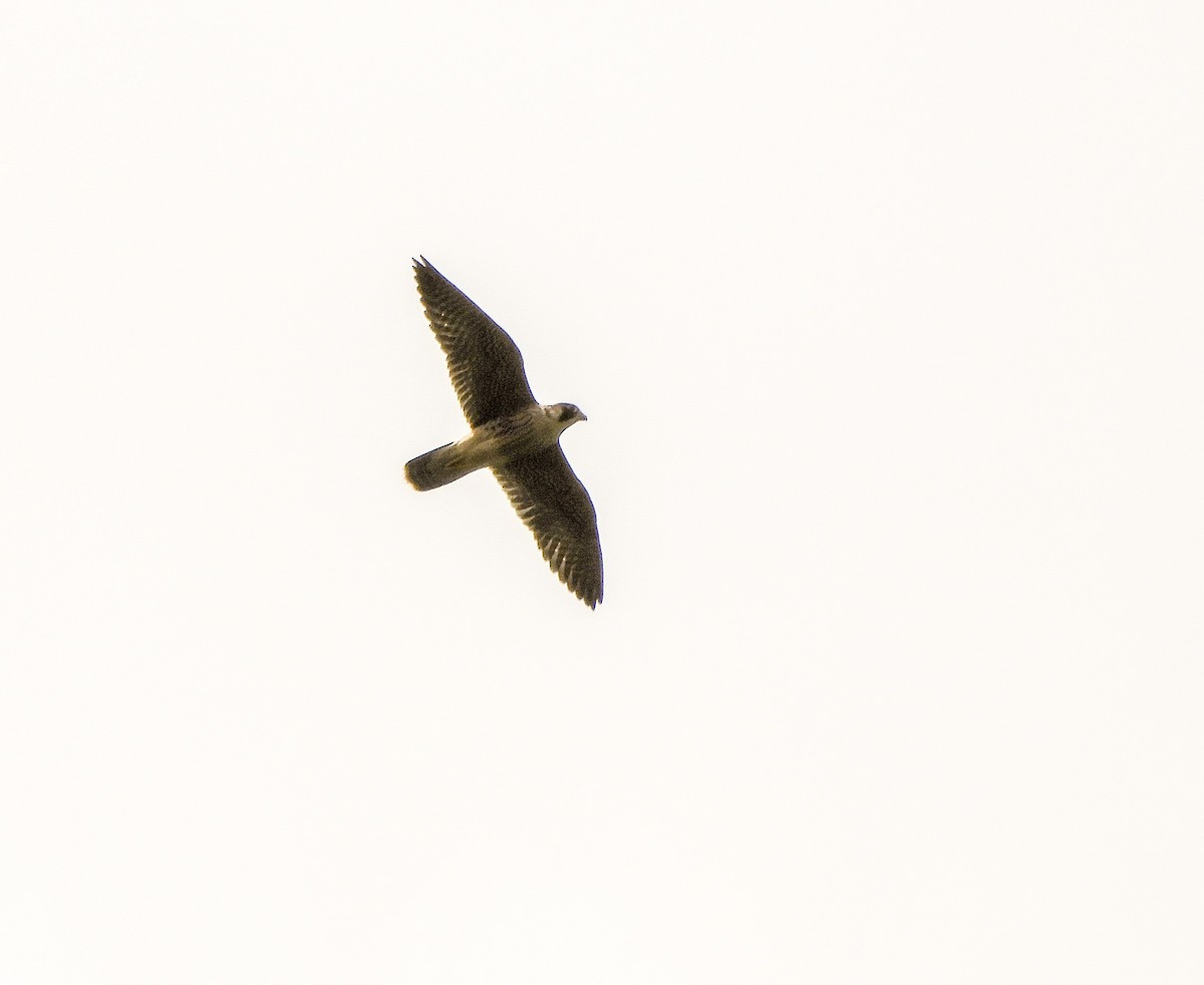 Peregrine Falcon - ML317707761