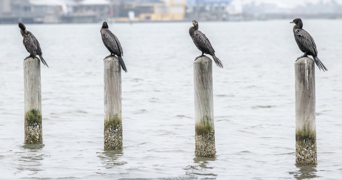 Neotropic Cormorant - ML317708781