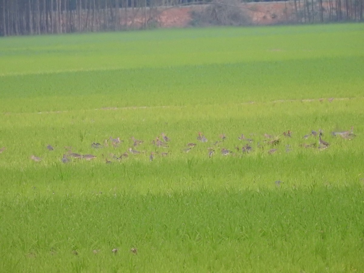 Black-tailed Godwit - ML317708921