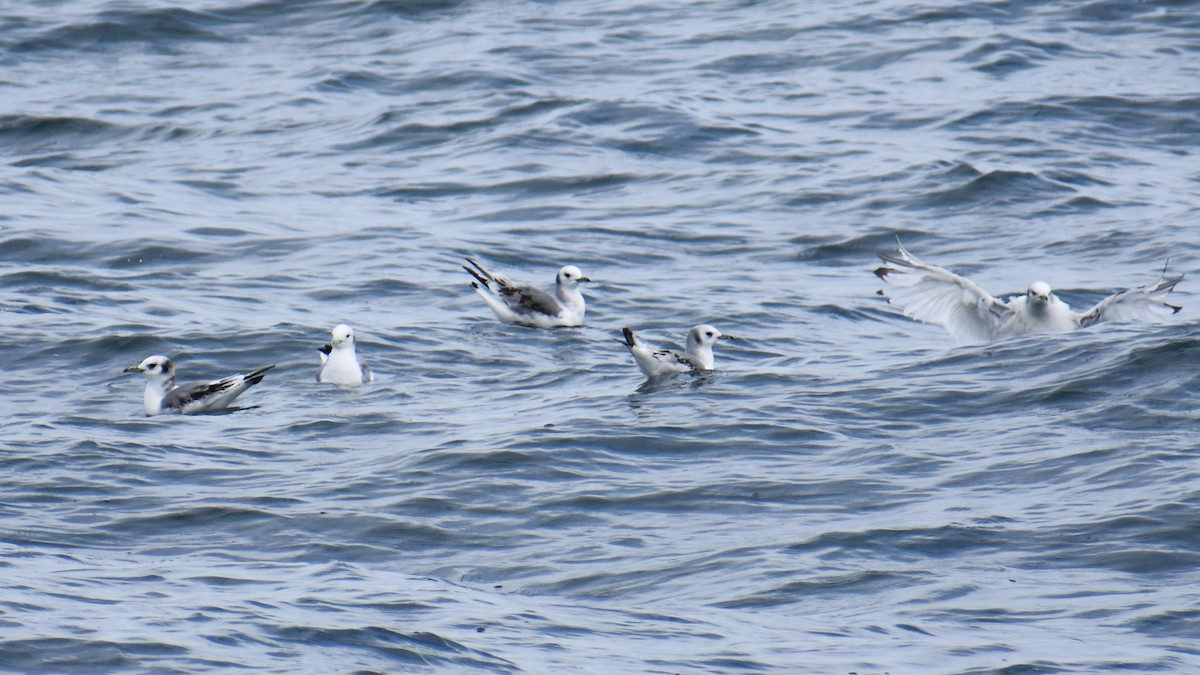 Mouette tridactyle - ML317708941