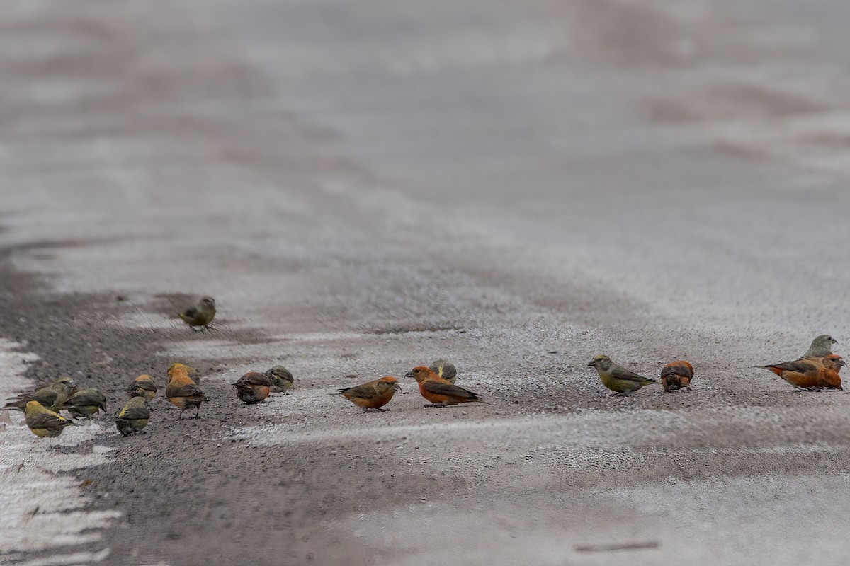 Red Crossbill - Merijn van den Bosch