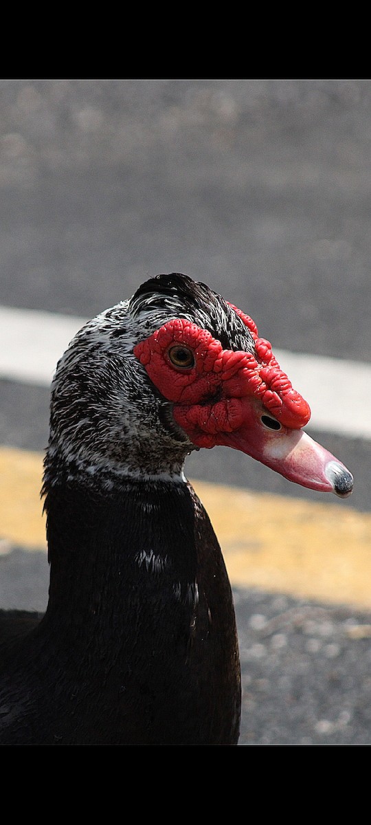 Качка мускусна (свійська) - ML317713381