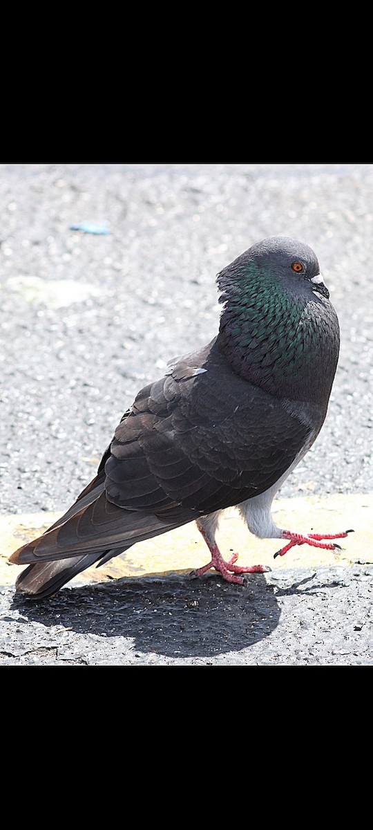 Голуб сизий (міський) - ML317713581