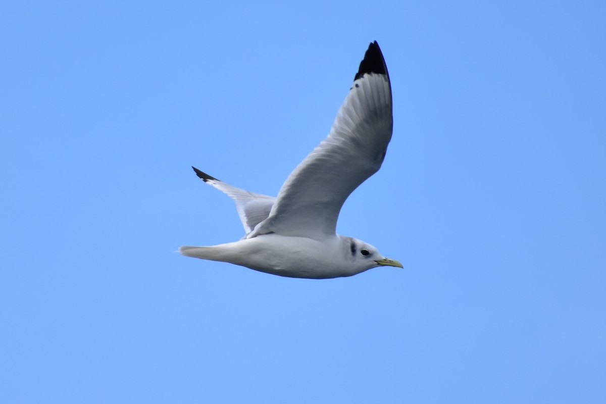 Mouette tridactyle - ML317713731