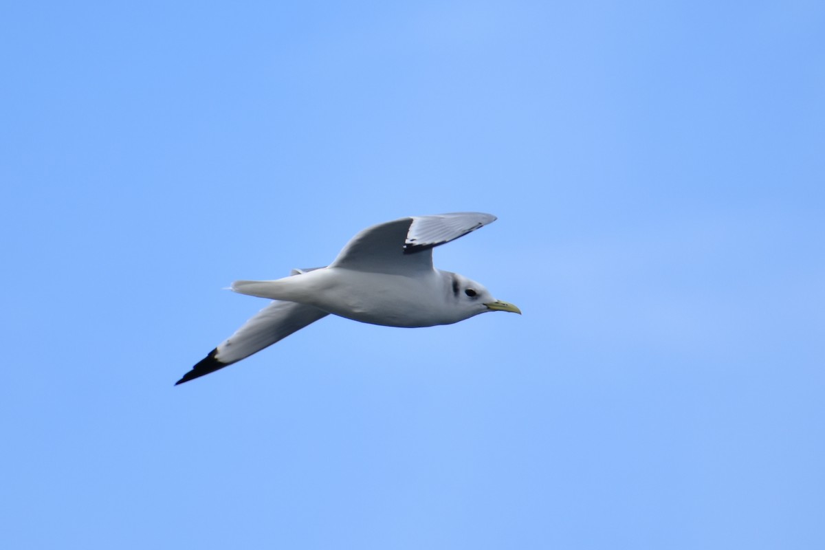 Black-legged Kittiwake - Kate E Magoon