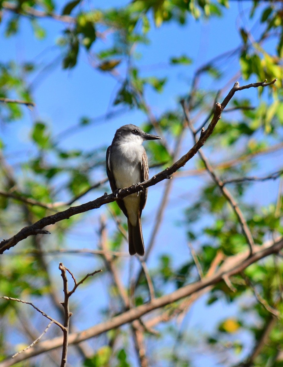 Gray Kingbird - ML317715591