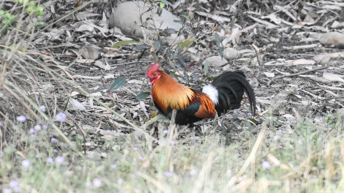 Red Junglefowl - ML317715651