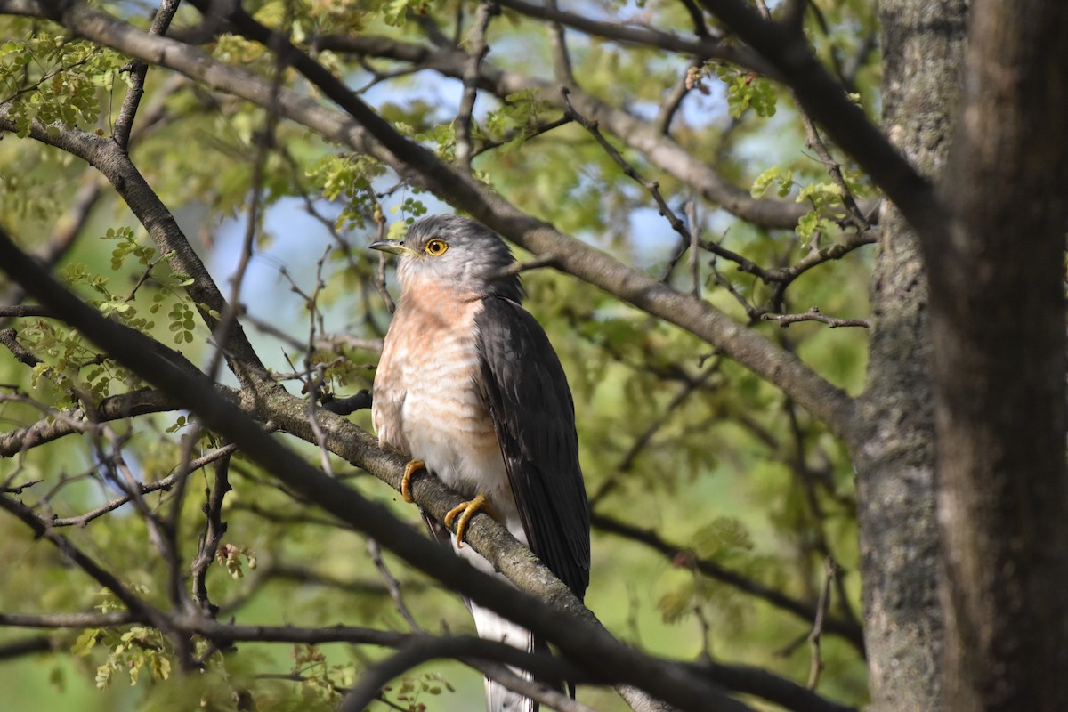 Common Hawk-Cuckoo - ML317715811