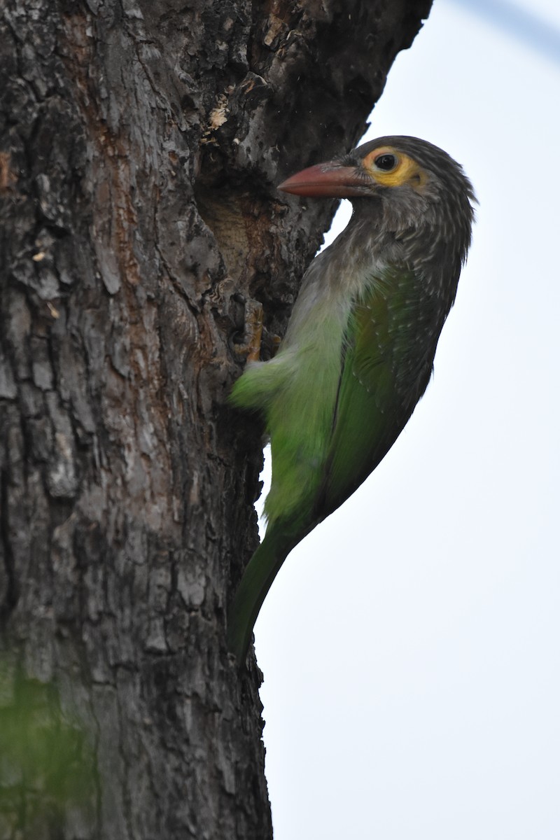 Brown-headed Barbet - ML317715951