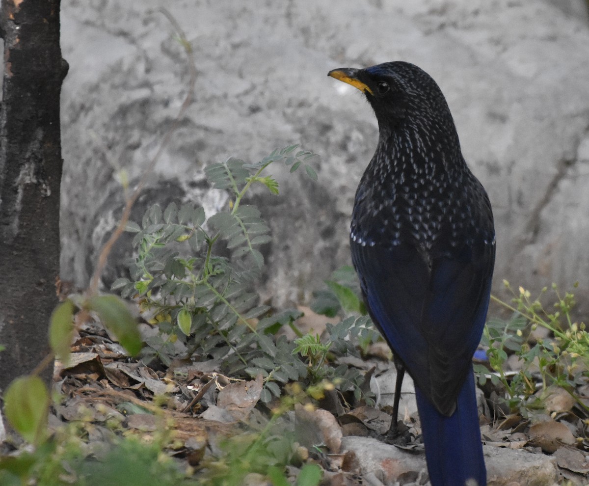 Blue Whistling-Thrush - ML317716001