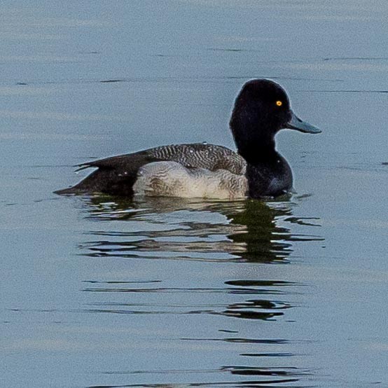 Lesser Scaup - ML317719121