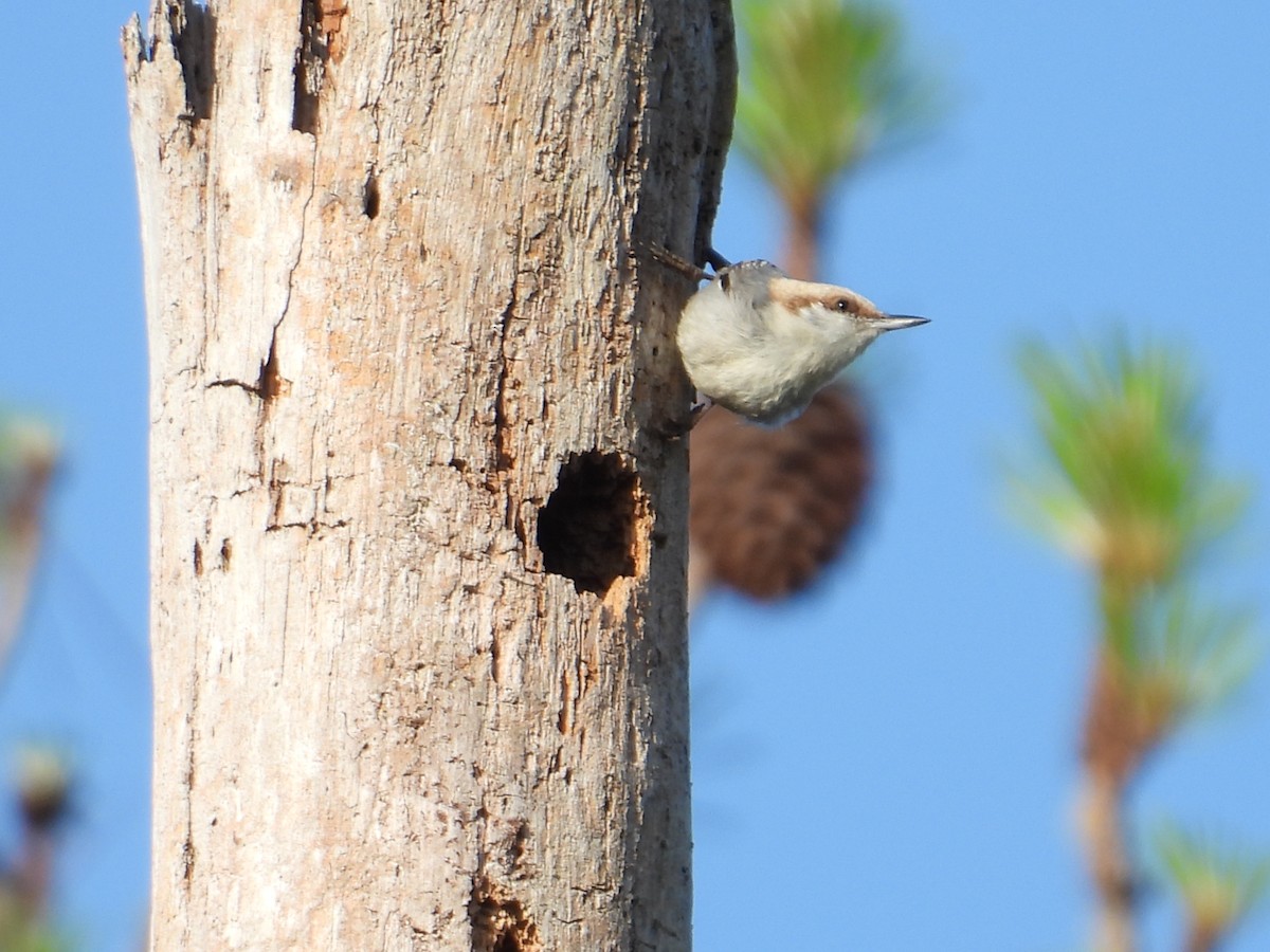 Brown-headed Nuthatch - Jennifer  Kuehn