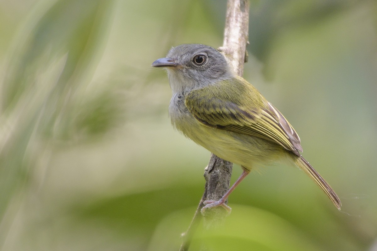 Northern Bentbill - Carlos Echeverría