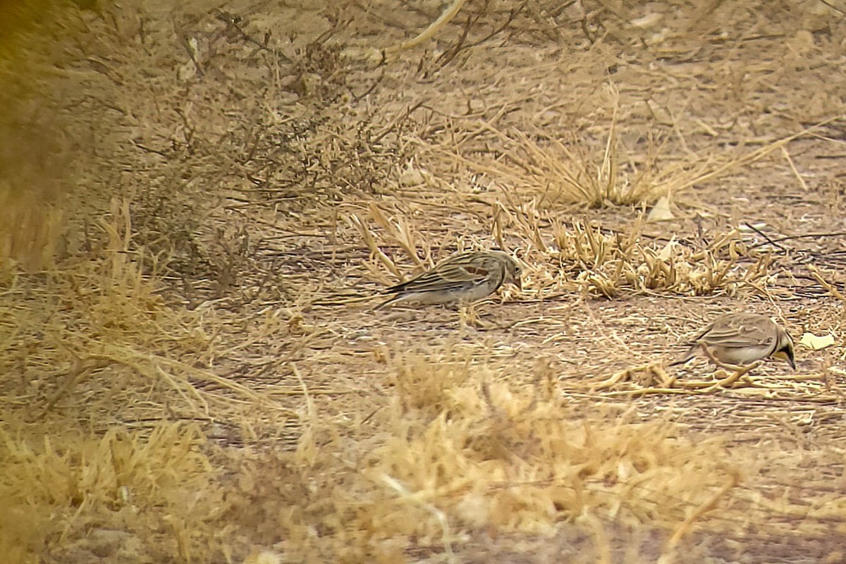 Thick-billed Longspur - ML317720221