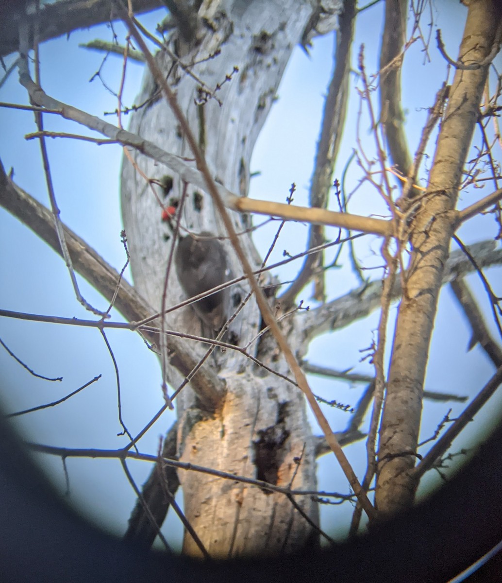 Pileated Woodpecker - ML317722081