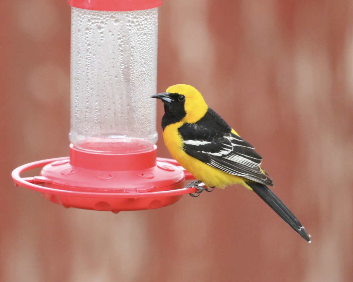 Hooded Oriole - Mickey Dyke