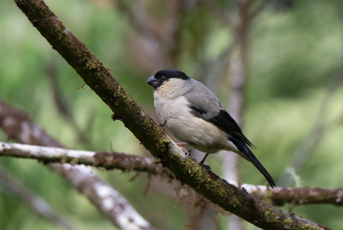 Azores Bullfinch - ML317725941