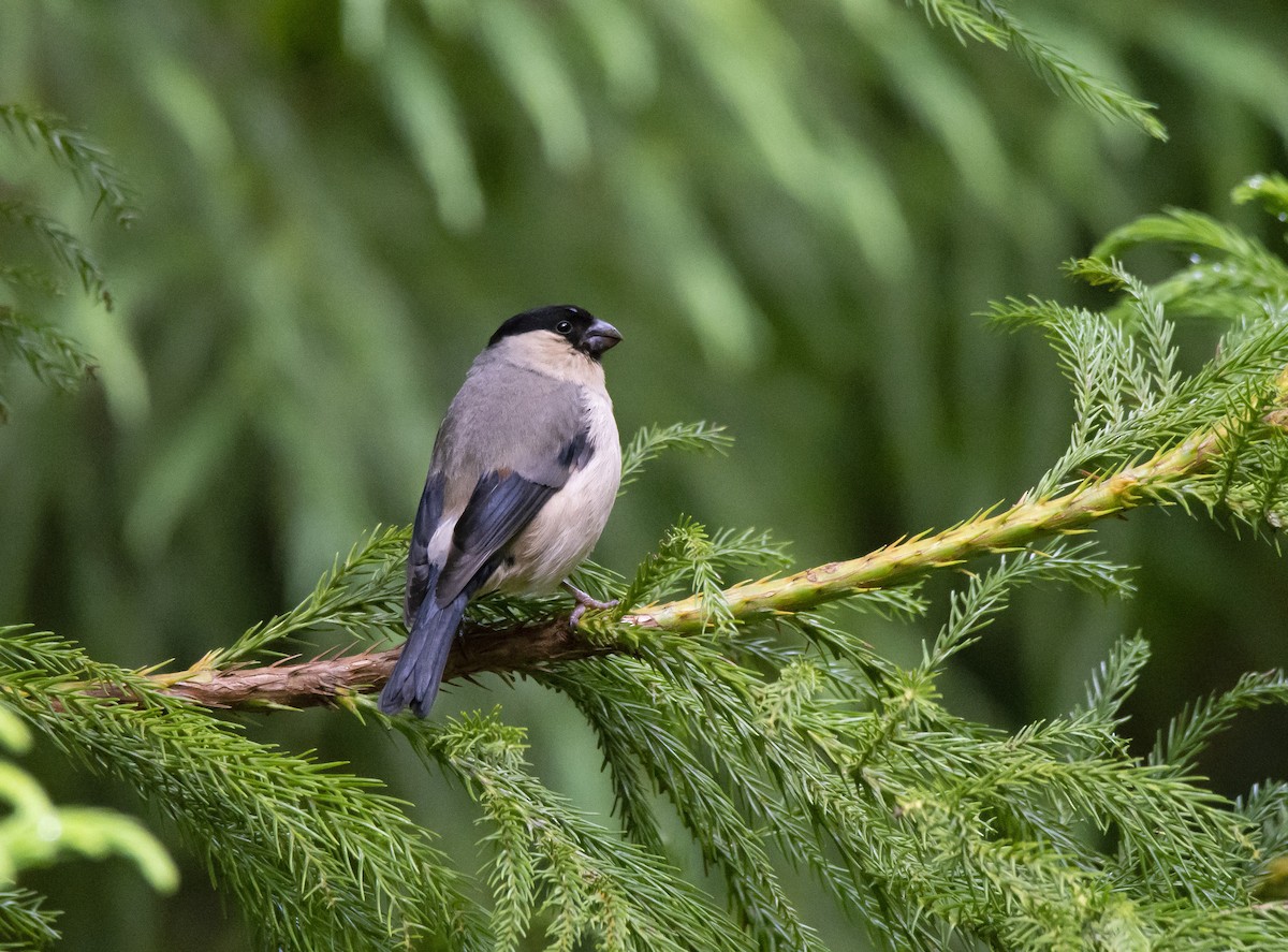 Azores Bullfinch - ML317725951