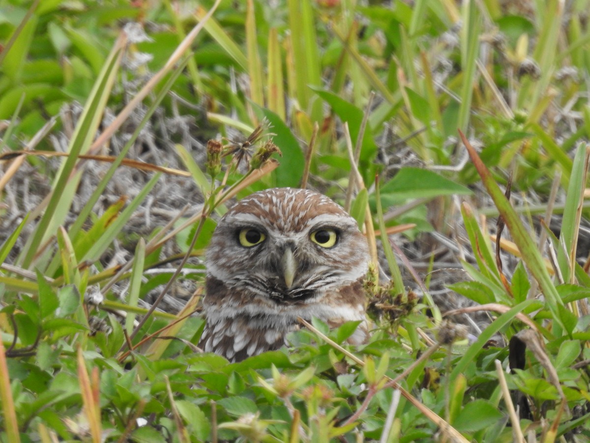 Burrowing Owl - Megan Berg