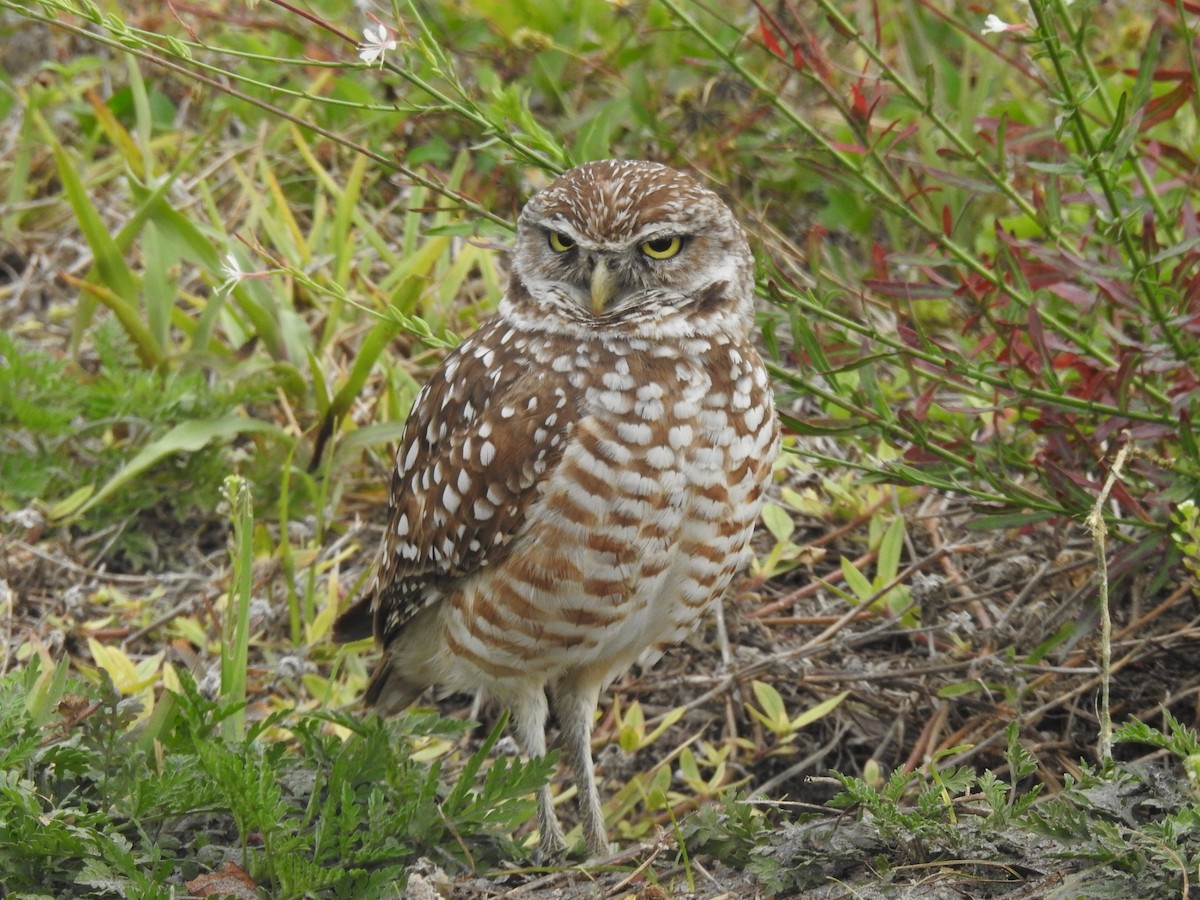 Burrowing Owl - Megan Berg