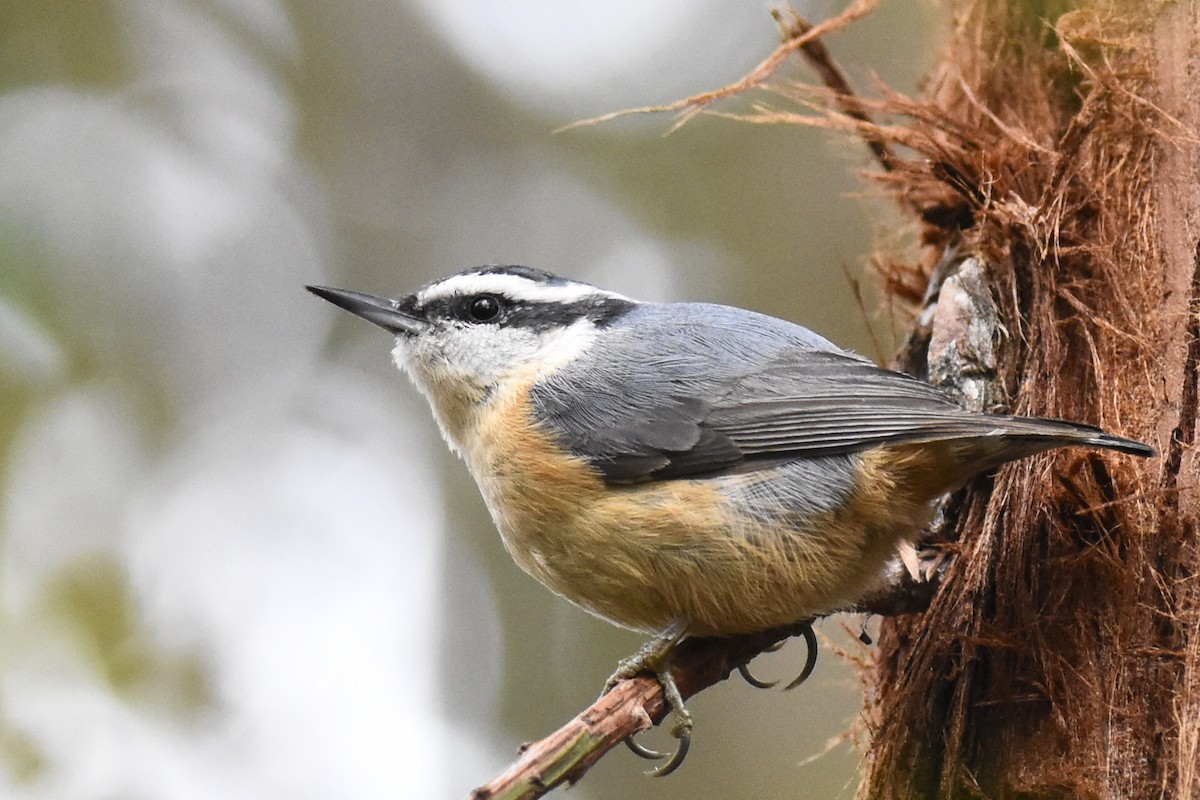 Red-breasted Nuthatch - ML317732671