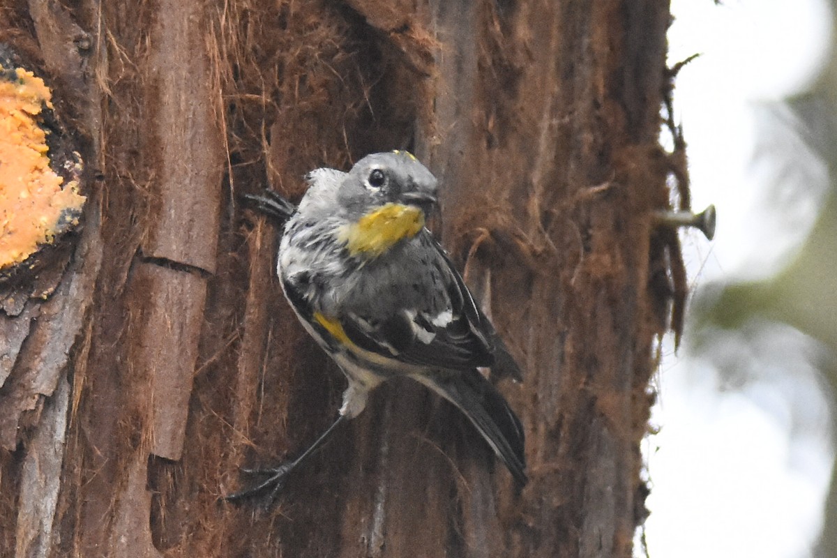 Yellow-rumped Warbler (Audubon's) - Max Brodie