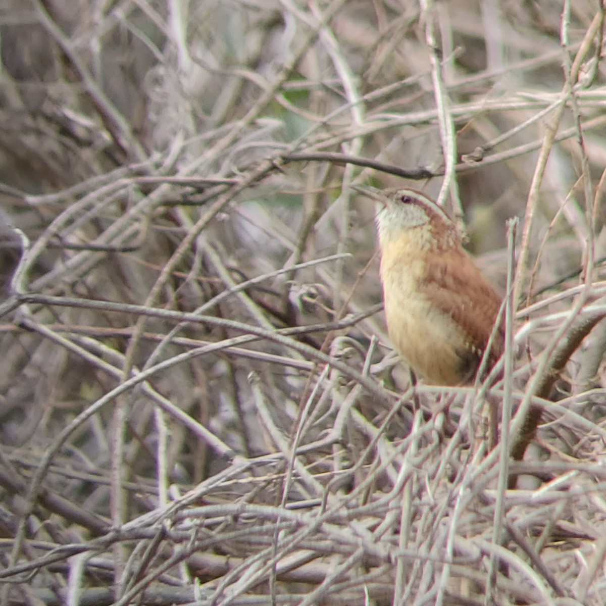 Carolina Wren - ML317733151