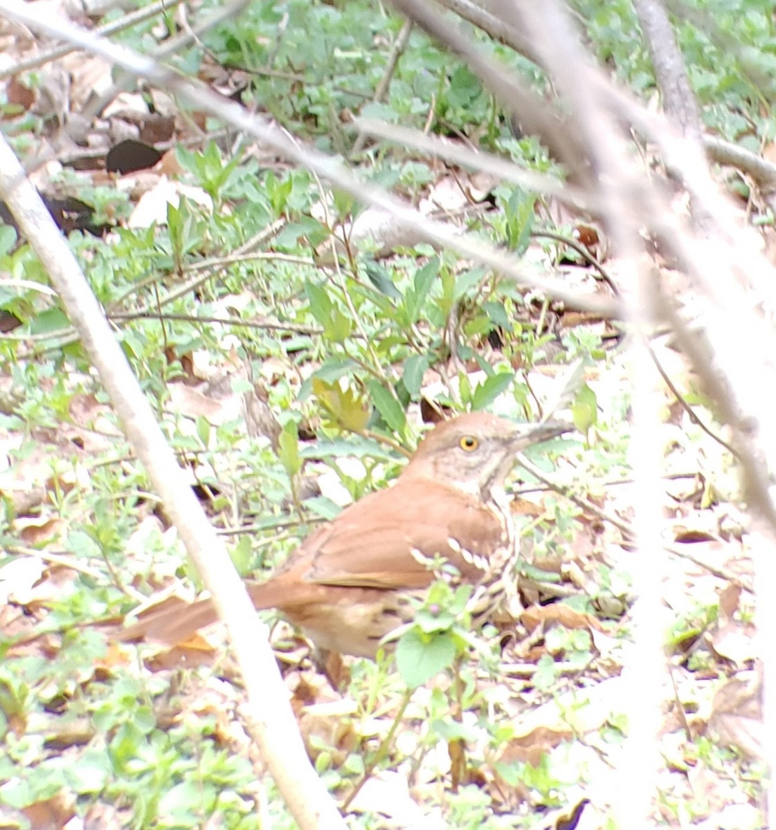 Brown Thrasher - Rand Michaels