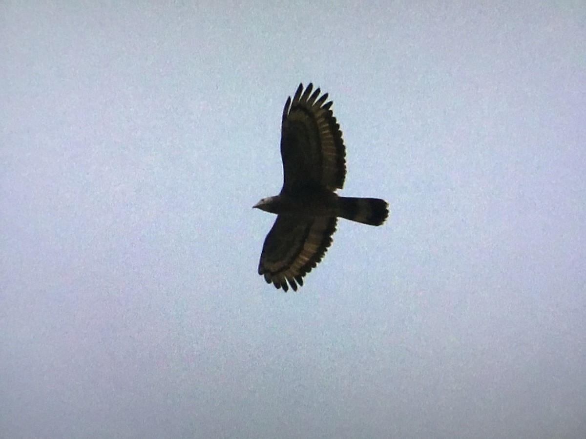 Oriental Honey-buzzard - Snehes Bhoumik