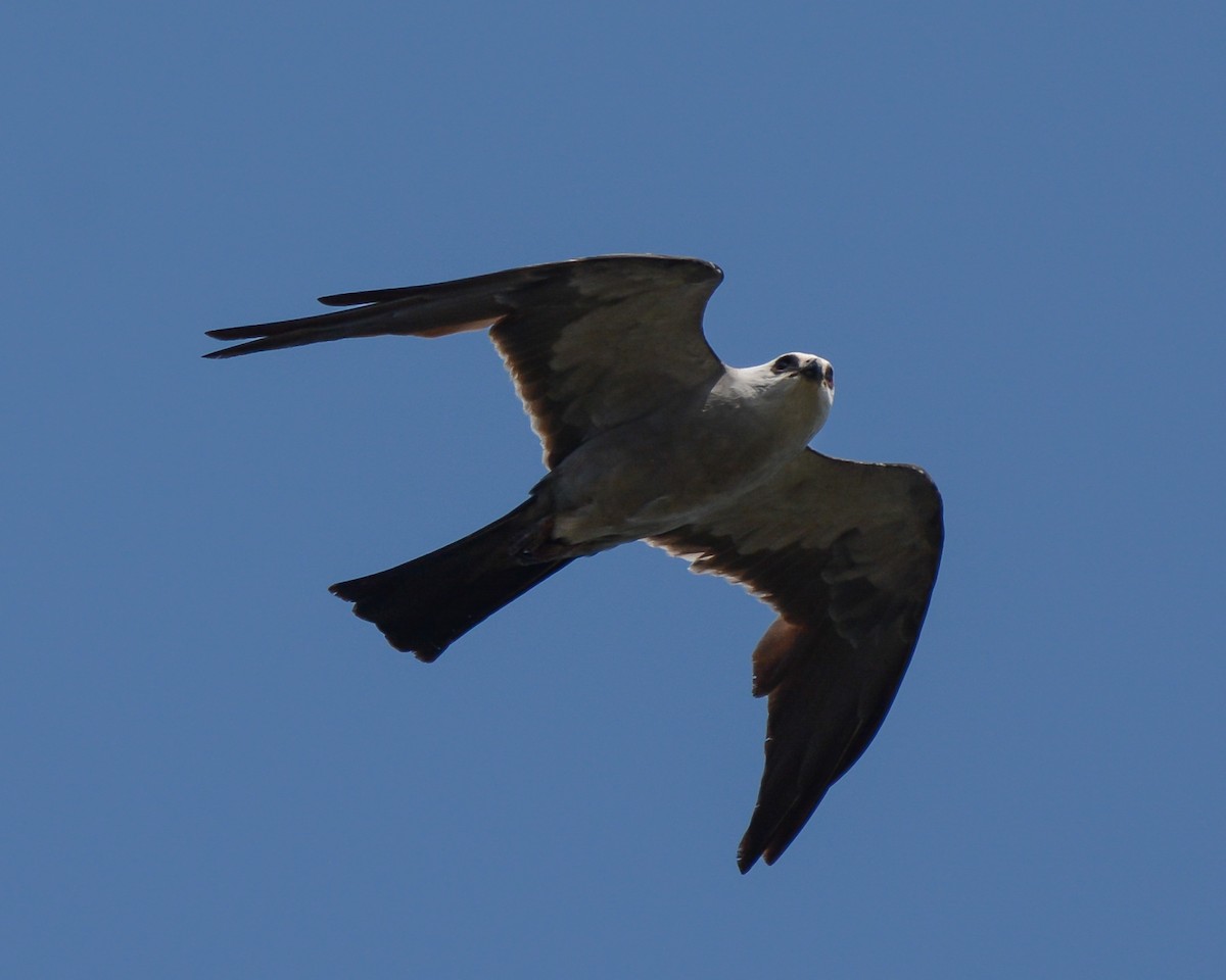 Mississippi Kite - Keith McCullough