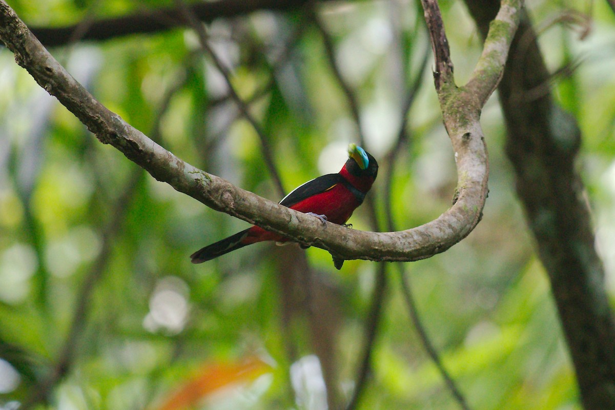 Black-and-red Broadbill - ML317735691