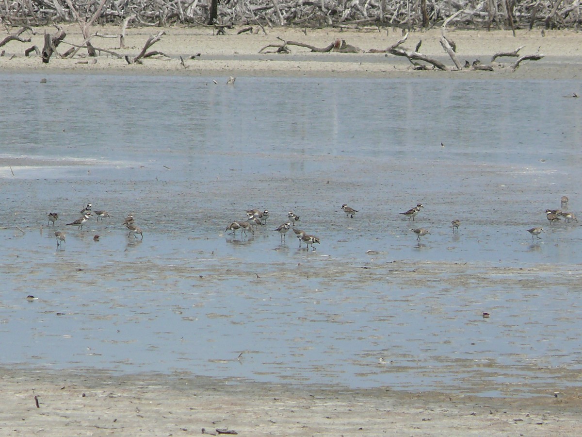 Semipalmated Plover - ML317735851