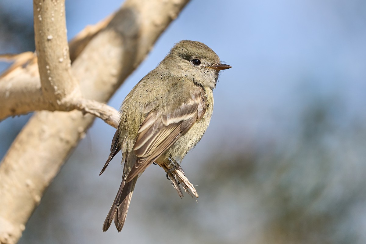 Hammond's Flycatcher - Jonathan Casanova