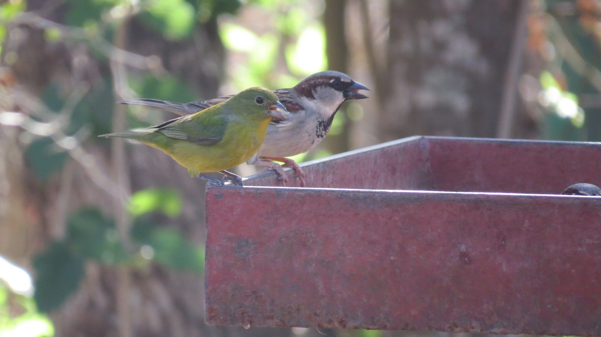 Painted Bunting - ML317738641