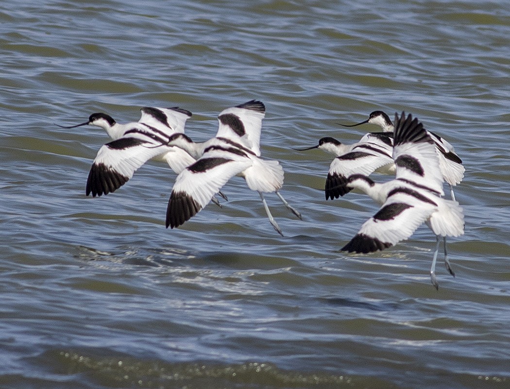 Pied Avocet - ML317739061