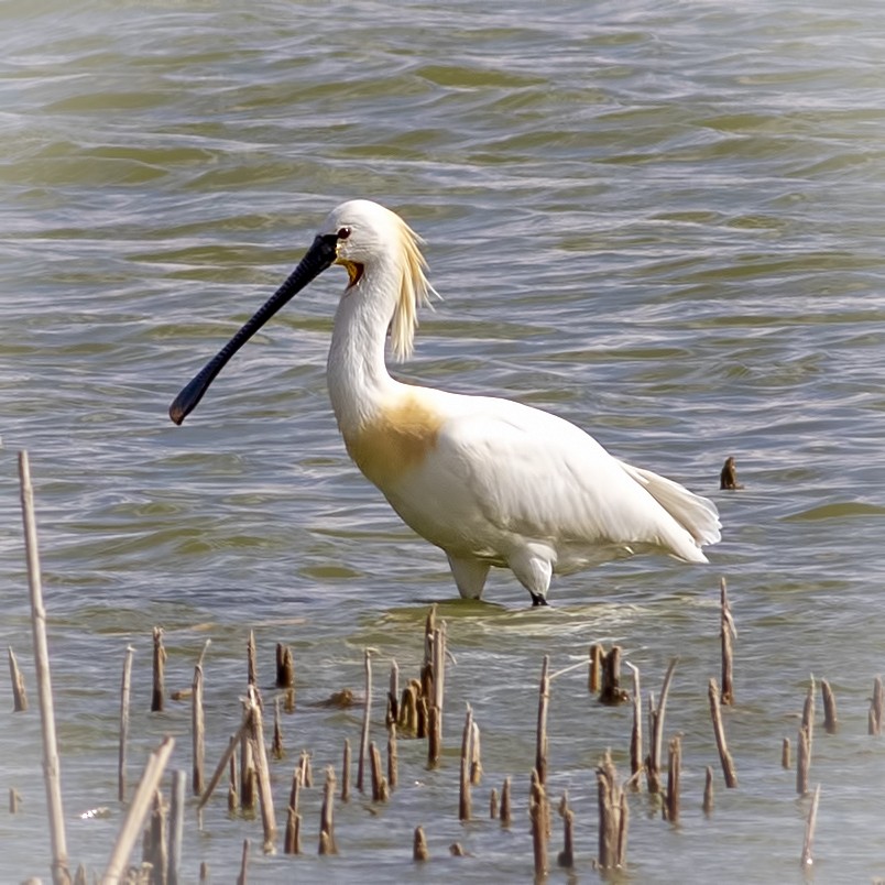 Eurasian Spoonbill - Mehmet Kemal SONDAŞ