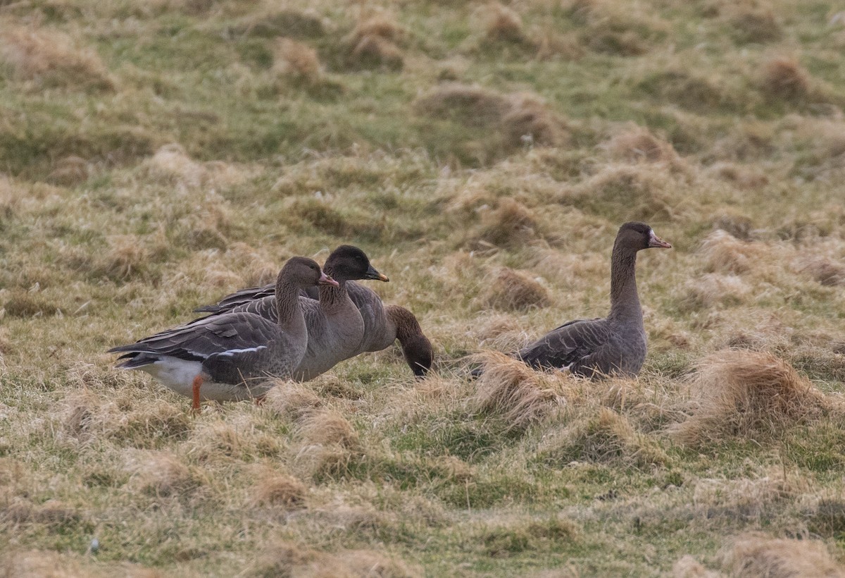 Greater White-fronted Goose - ML317740771