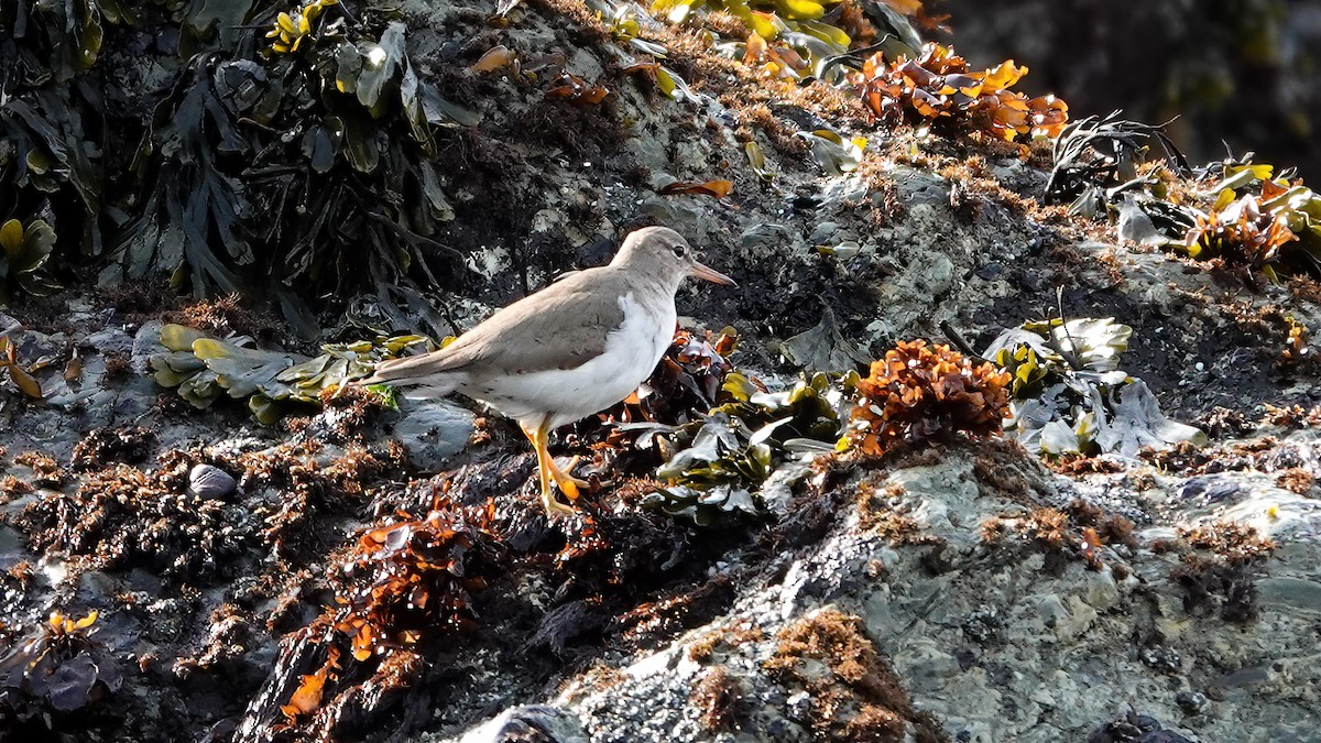 Spotted Sandpiper - Leah Alcyon