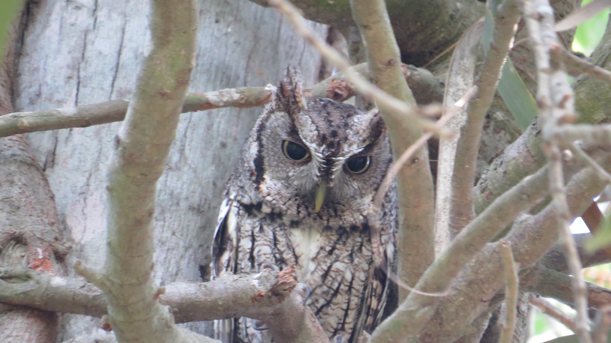 Eastern Screech-Owl - Clark Lindo