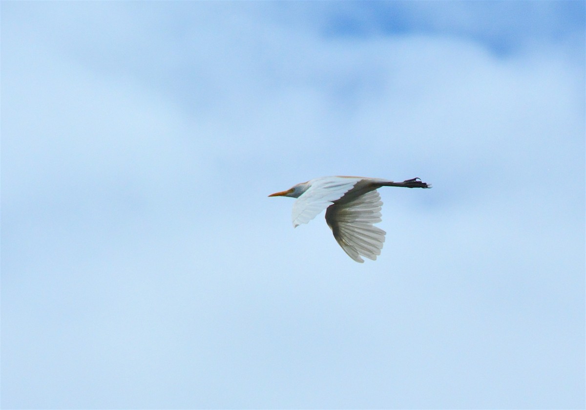 Western Cattle Egret - Ryan Treves