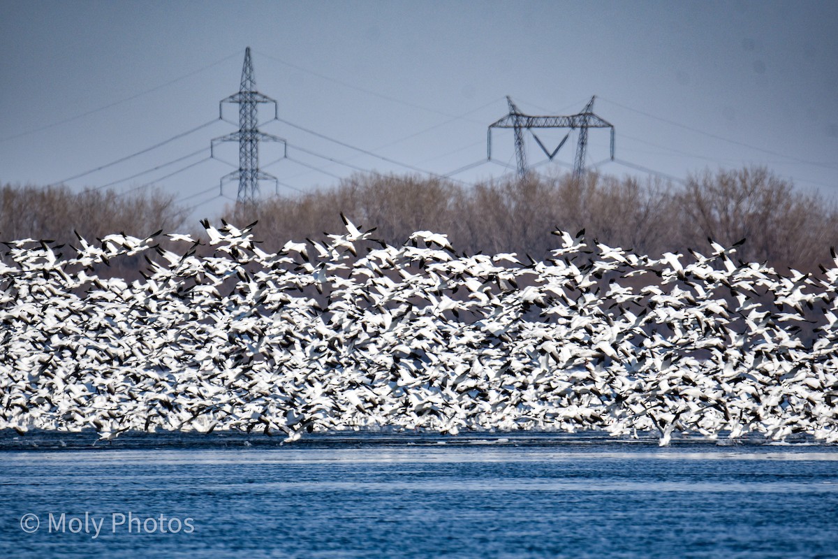 Snow Goose - ML317743991