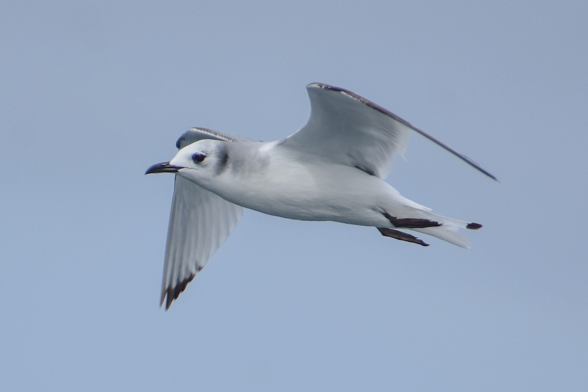 Mouette tridactyle - ML317746371