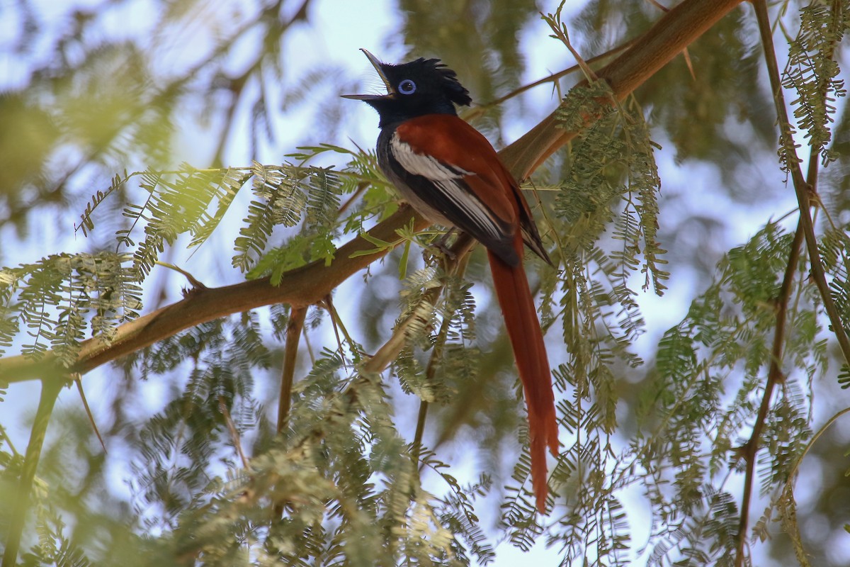 African Paradise-Flycatcher - ML317746381