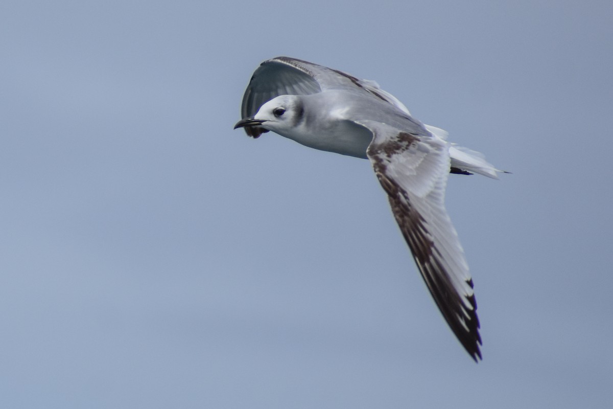 Mouette tridactyle - ML317746411