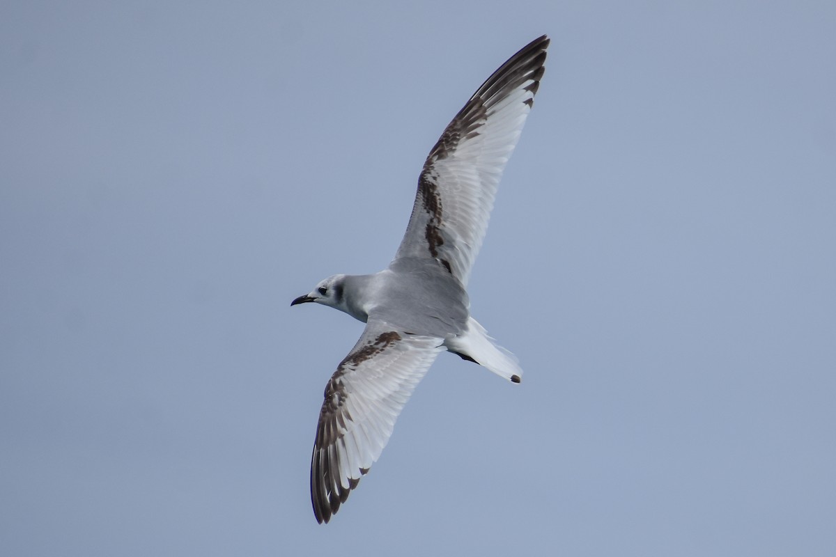 Mouette tridactyle - ML317746431